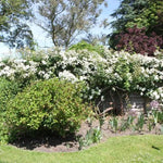 Rambling Rector Rose Flowers