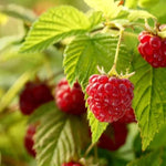 Raspberry Autumn Bliss Fruit on the Bush