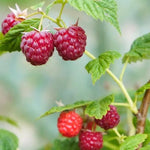 Raspberry Autumn Bliss Fruit on the Bush