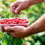 Raspberry Glen Ample Fruit on the Bush