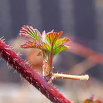 Raspberry Glen Ample Plant