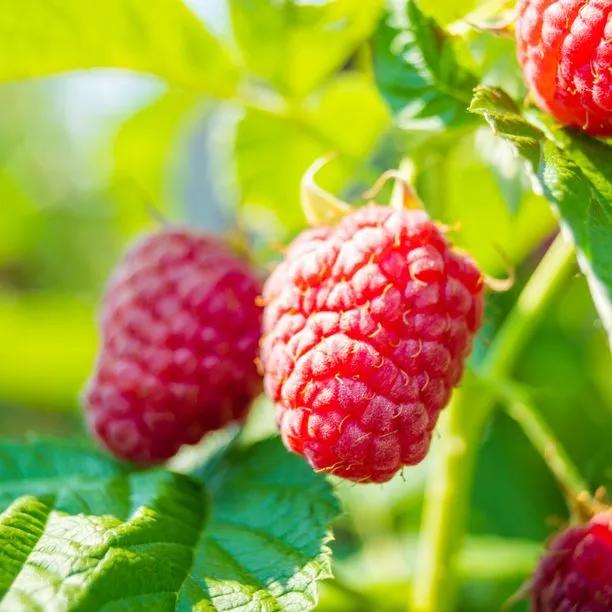 Raspberry Polka Fruit on the Bush