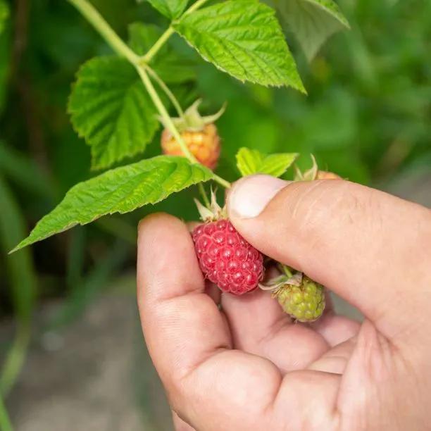 Raspberry Polka Fruit on the Bush