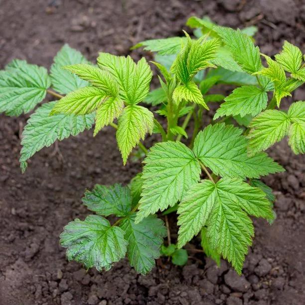 Raspberry Polka Plant in Spring