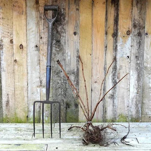 Bareroot Raspberry Tulameen Plant