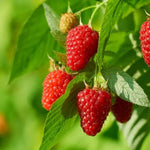 Raspberry Tulameen Fruit on the Bush