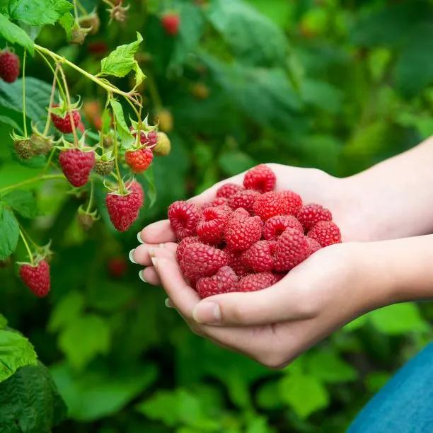 Raspberry Tulameen Fruit on the Bush
