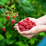 Raspberry Tulameen Fruit on the Bush