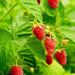 Raspberry Tulameen Fruit on the Bush