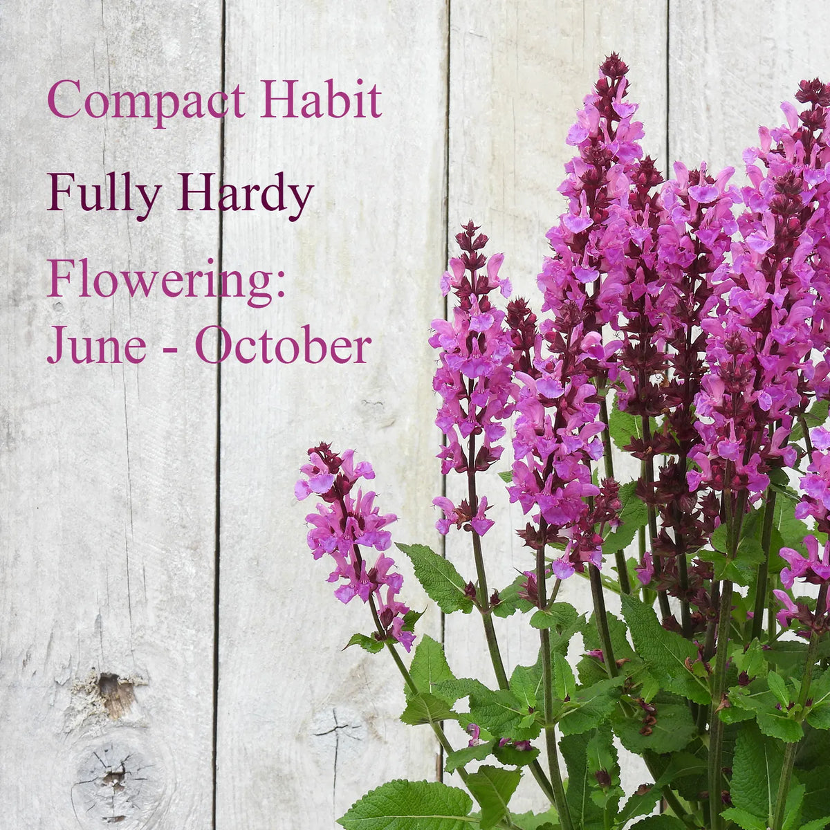 Purple flowers with text on a wooden background