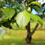 Red Alder Leaves in Spring