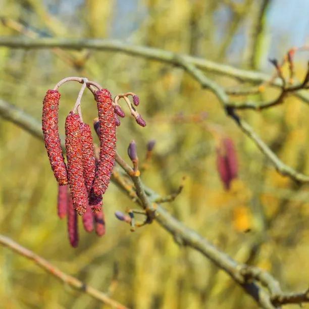 Red Alder Tree Catkins