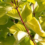 Red Barked Dogwood Leaves
