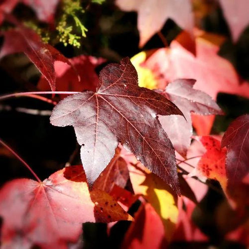 Red Cappadocian Maple Leaves in Autumn