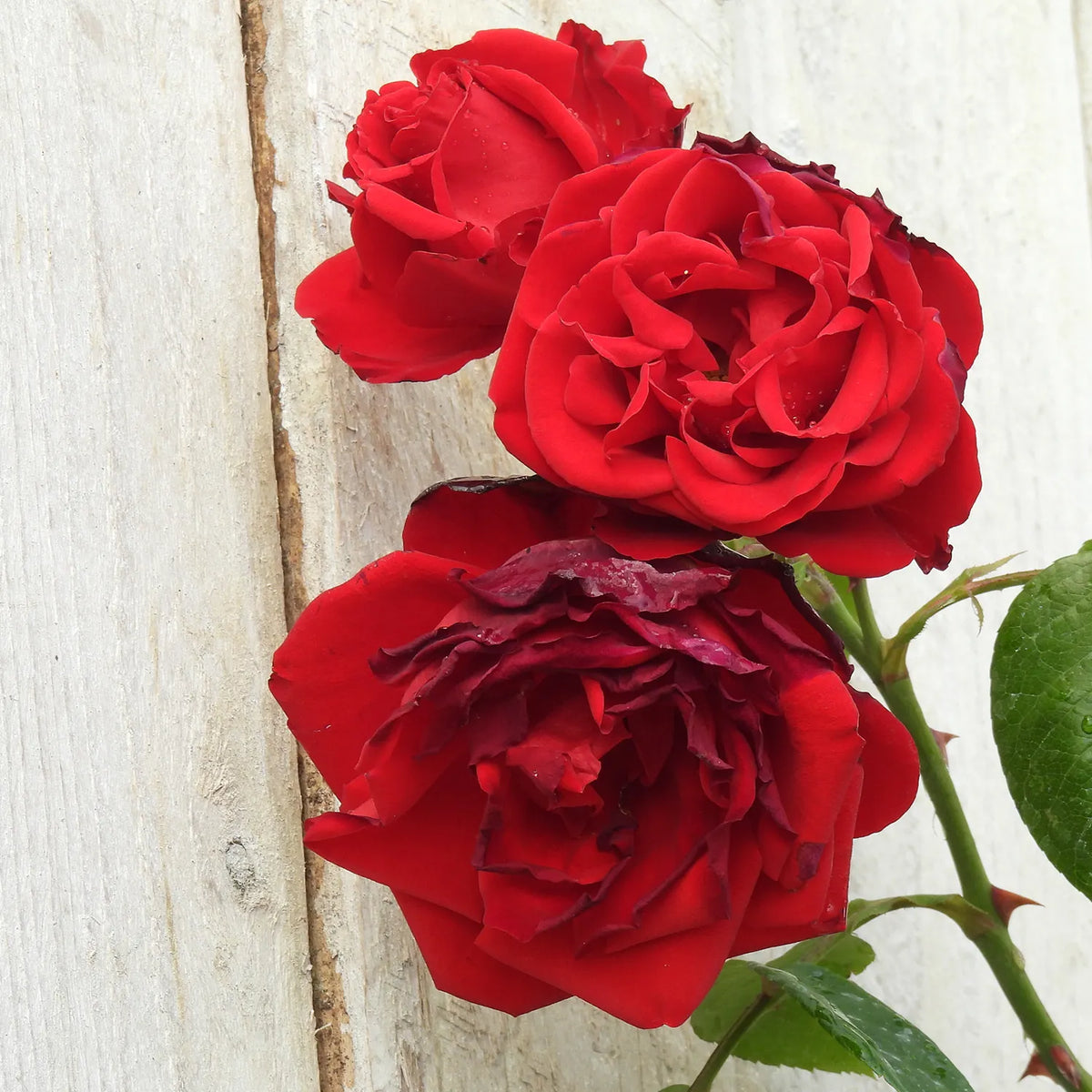 Three red climbing roses against a fence