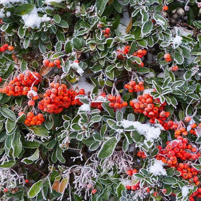Red Column Pyracantha Berries in Winter
