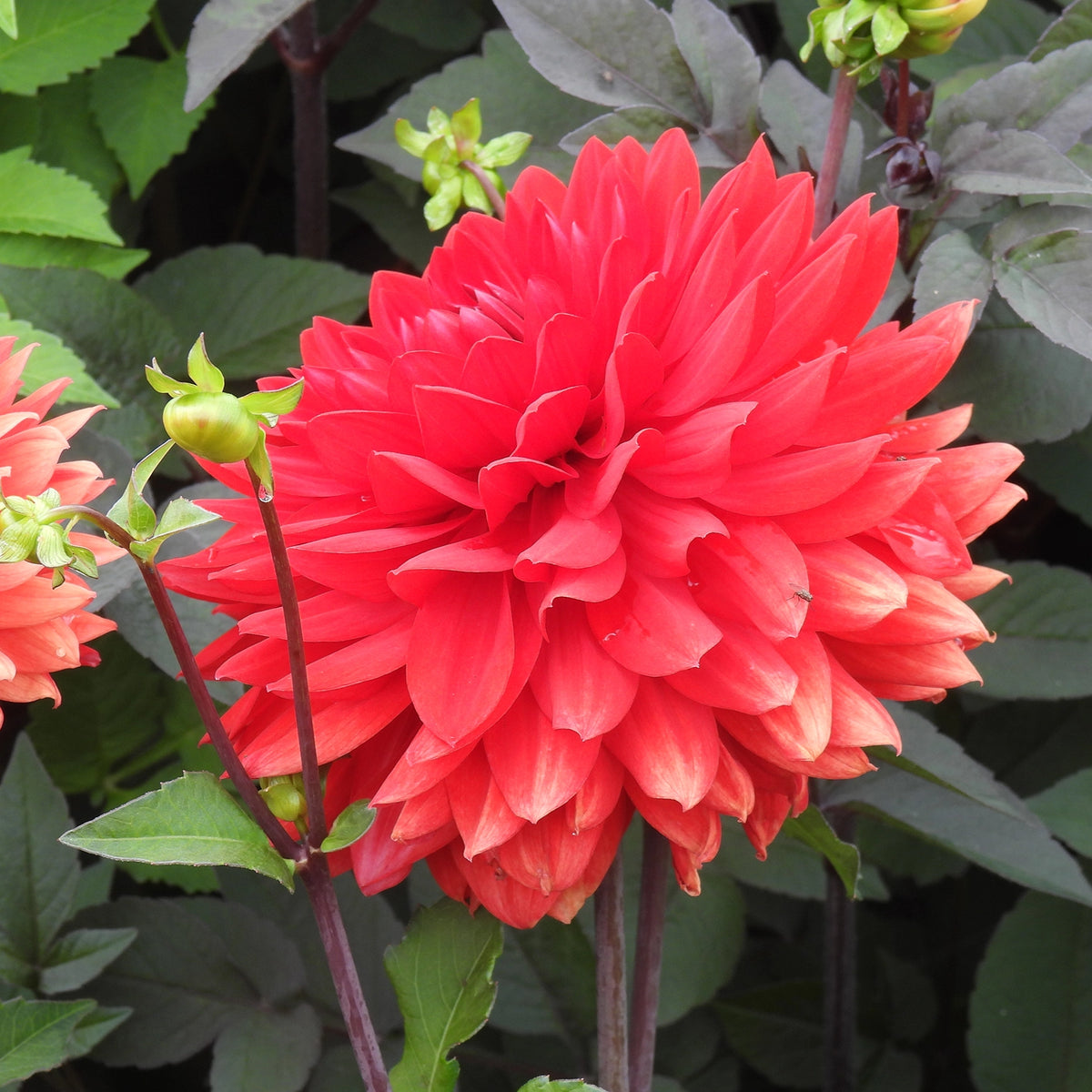 A vibrant red-orange dahlia flower in full bloom, surrounded by green leaves and buds.