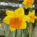 Red Devon Yellow and Orange Daffodil Flowers