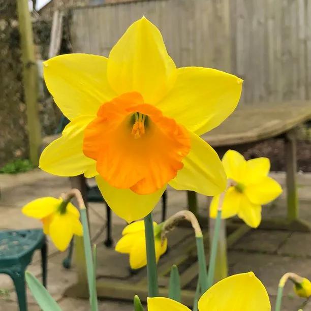 Red Devon Daffodil Flower