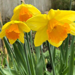 Red Devon Daffodil Flowers
