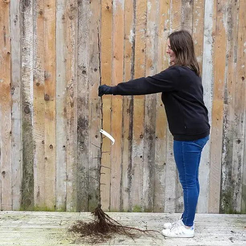 Bareroot Red Falstaff Maiden Apple Tree