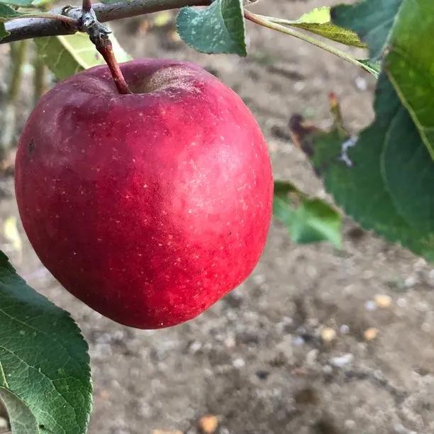 Red Falstaff Apples on the tree