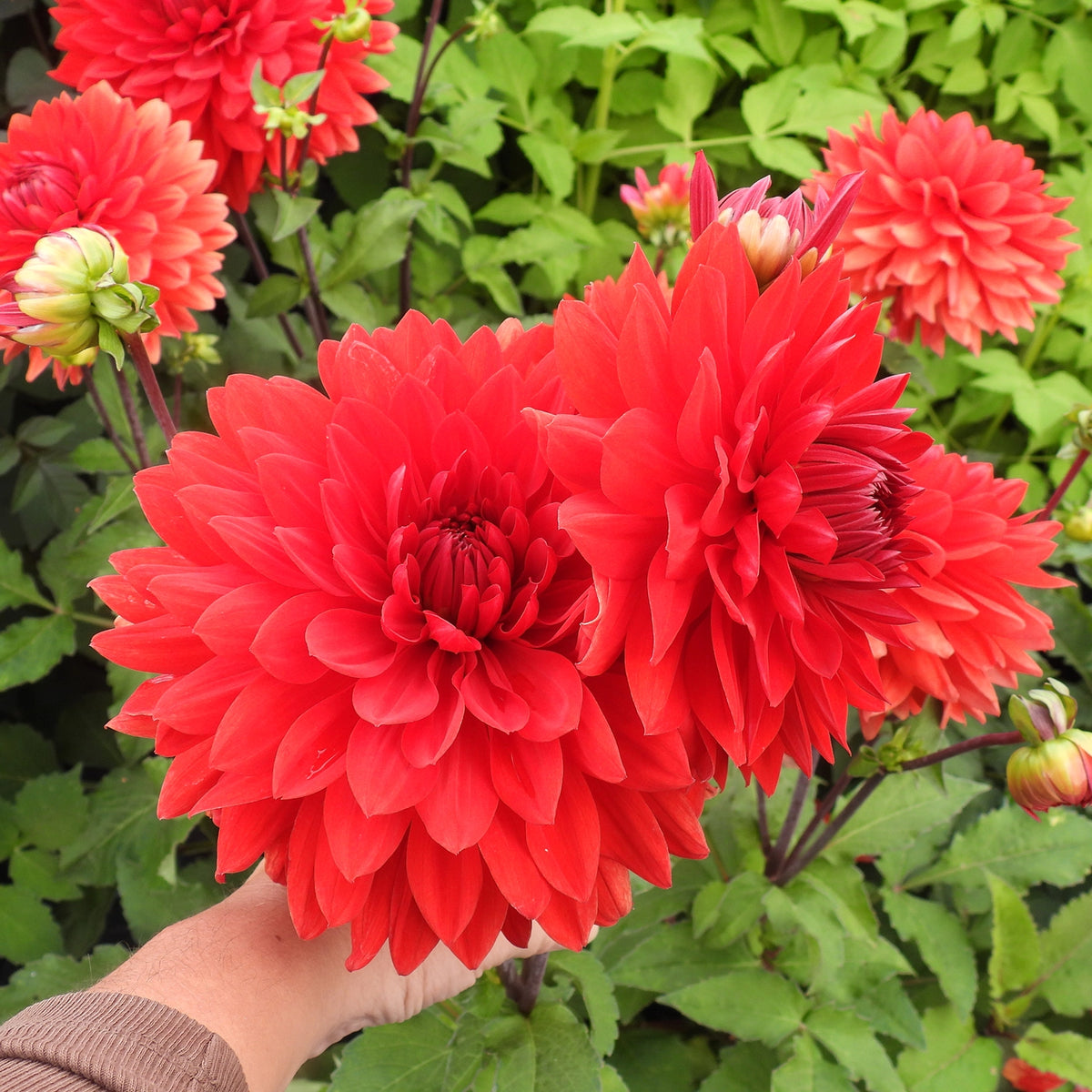 Bright red dahlia flowers in full bloom with green foliage, held by a hand to show their size.