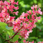 Red Horse Chestnut Flowers