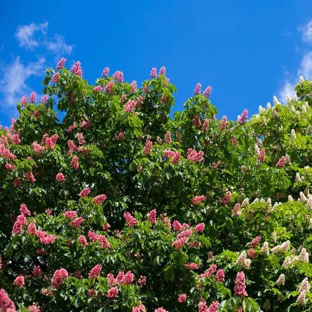 Mature Red Horse Chestnut tree in flower