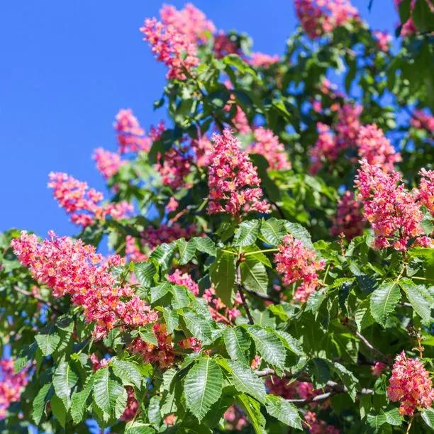 Mature Red Horse Chestnut tree in flower