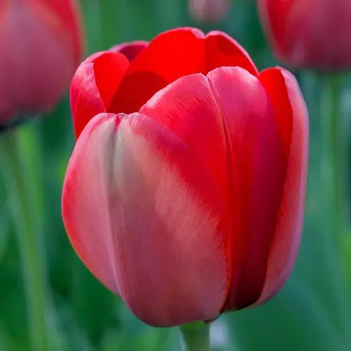 Red Impression Tulip Flowers