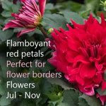 Red Labyrinth Dahlias Flowers - Perfect for flower borders