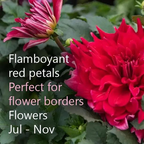 Red Labyrinth Dahlias Flowers - Perfect for flower borders