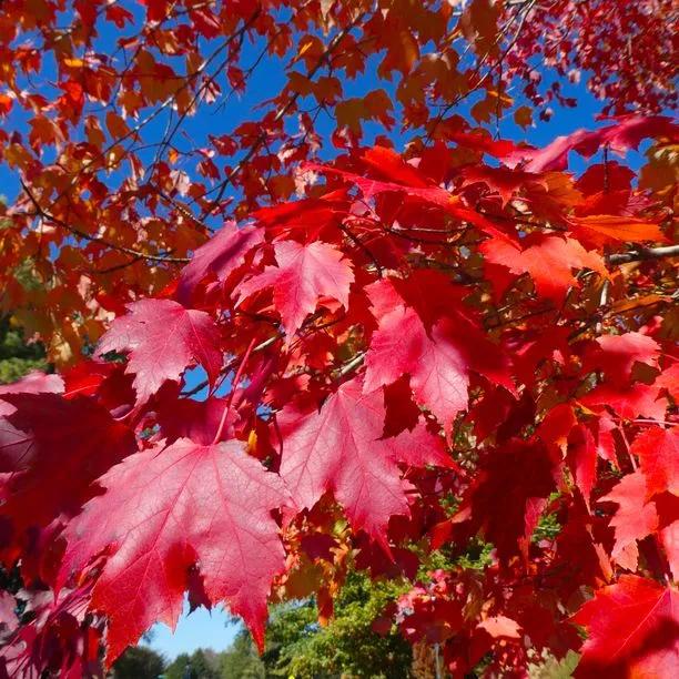 Red Maple Leaves in Autumn