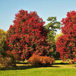 Mature Red Maple tree