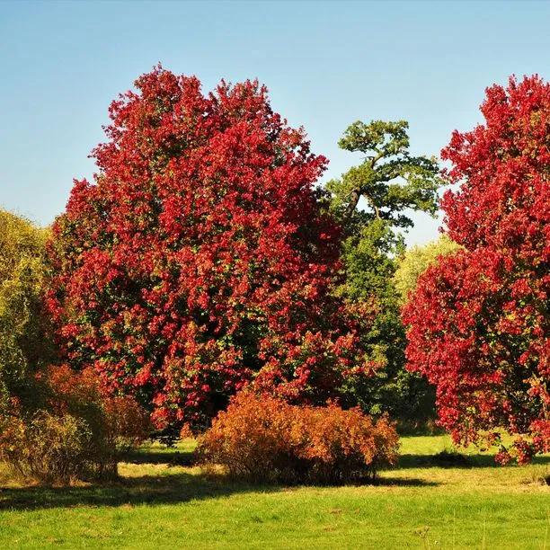 Mature Red Maple tree