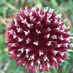 Red Mohican Allium Flowers
