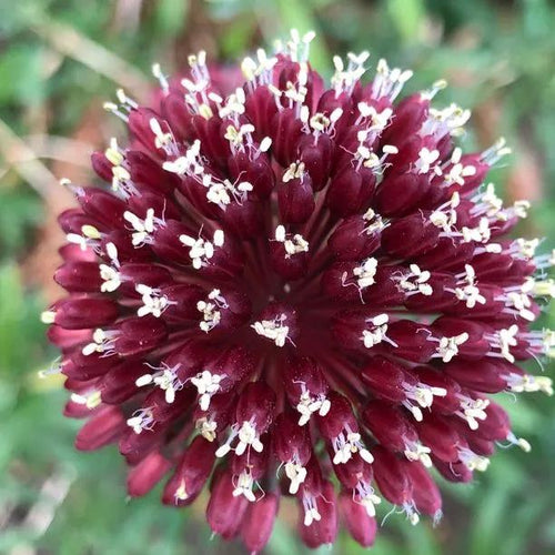 Red Mohican Allium Flowers