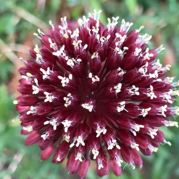 Red Mohican Allium Flowers