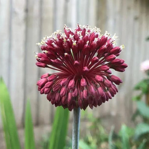 Red Mohican Allium Flowers