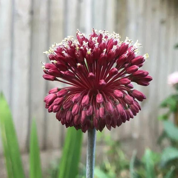 Red Mohican Allium Flowers