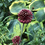 Red Mohican Allium Flowers