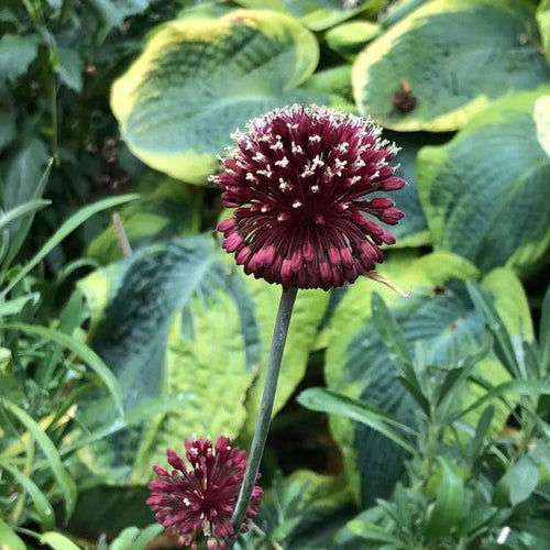 Red Mohican Allium Flowers
