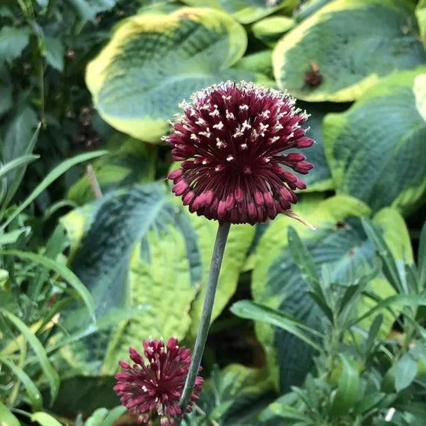 Red Mohican Allium Flowers