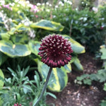 Red Mohican Allium Flowers
