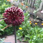 Red Mohican Allium Flowers