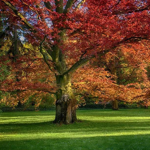 Mature Red Oak tree in autumn