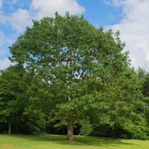 Mature Red Oak tree in summer
