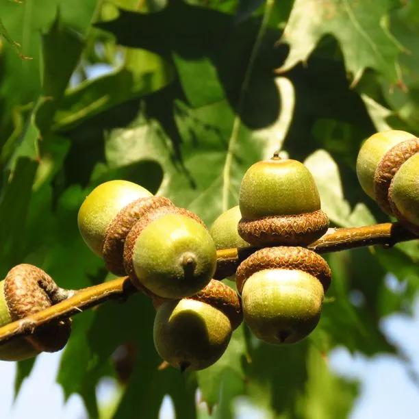 Red Oak Tree Acorns