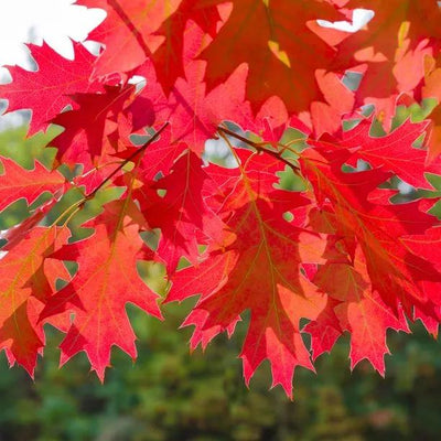 Close-up of vibrant red autumn foliage on Red Oak tree branches showing detailed leaf structure